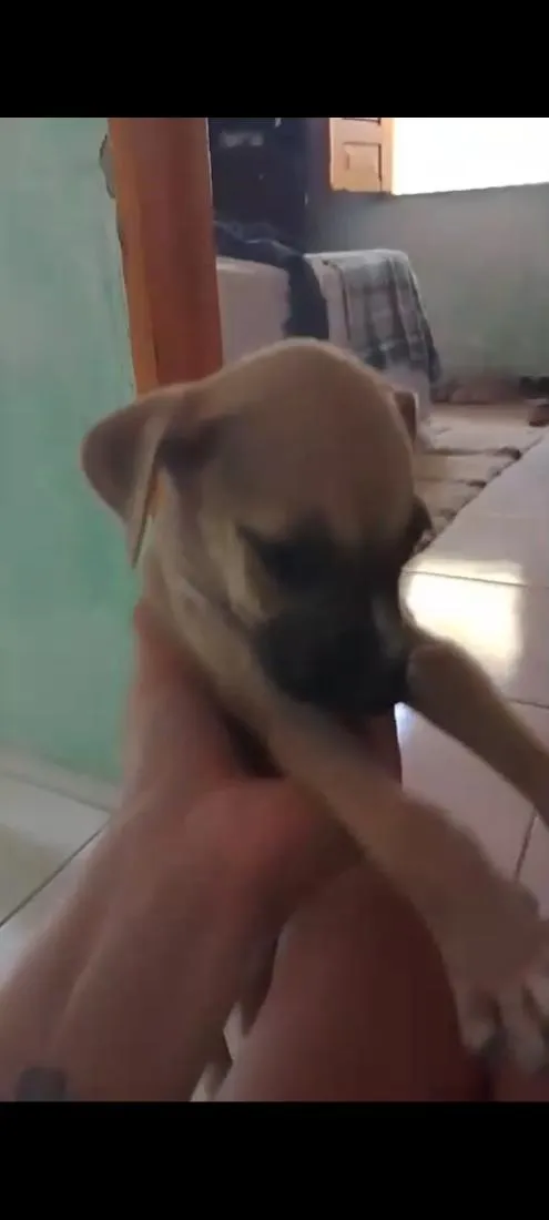 Cachorro raça SRD-ViraLata idade 2 a 6 meses nome filhotes 