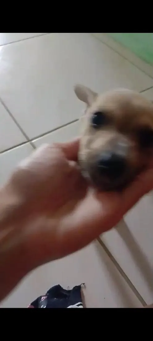 Cachorro raça SRD-ViraLata idade 2 a 6 meses nome filhotes 