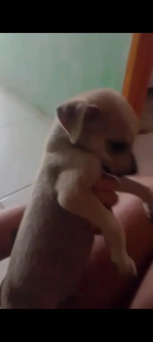 Cachorro raça SRD-ViraLata idade 2 a 6 meses nome filhotes 
