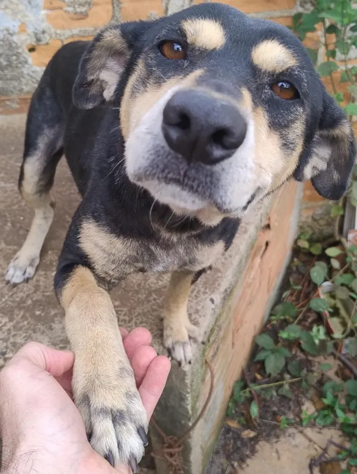 Cachorro raça SRD-ViraLata idade 2 anos nome Sputnik 