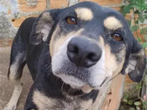 Cachorro raça SRD-ViraLata idade 2 anos nome Sputnik 