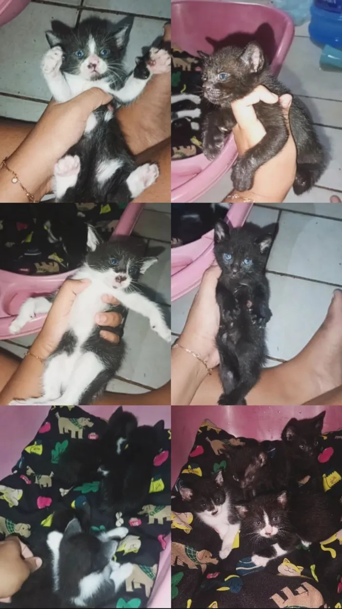 Gato raça SRD-ViraLata idade Abaixo de 2 meses nome Não tem 