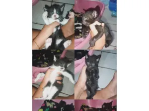 Gato raça SRD-ViraLata idade Abaixo de 2 meses nome Não tem 