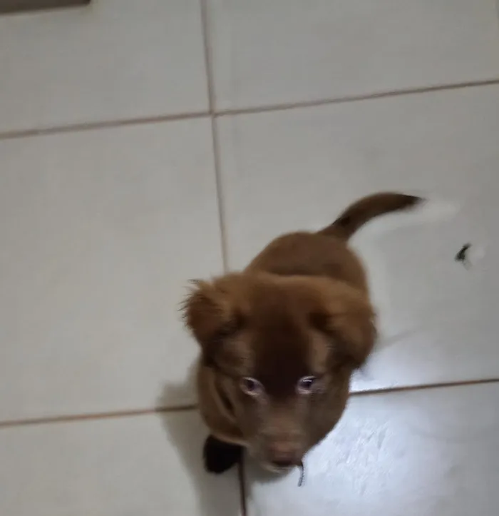 Cachorro raça Labrador idade 2 a 6 meses nome chocolate