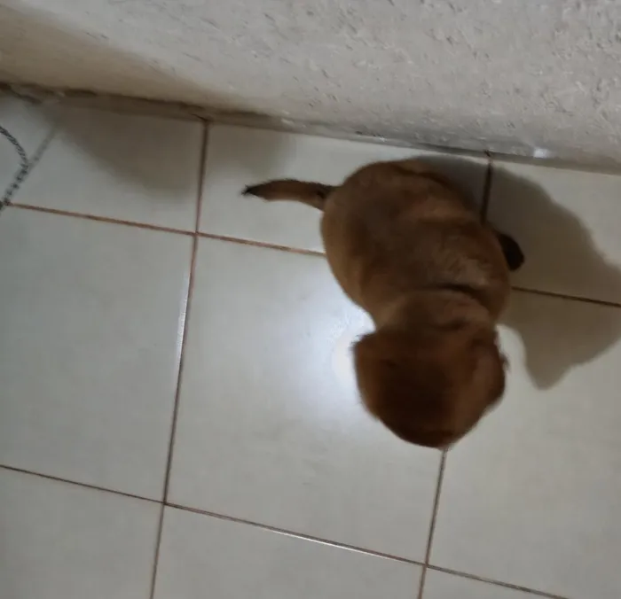 Cachorro raça Labrador idade 2 a 6 meses nome chocolate