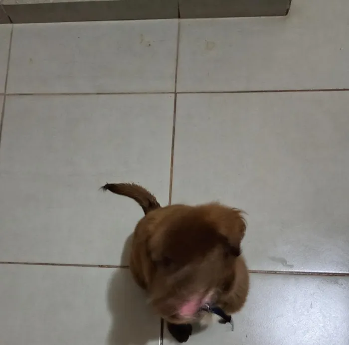 Cachorro raça Labrador idade 2 a 6 meses nome chocolate