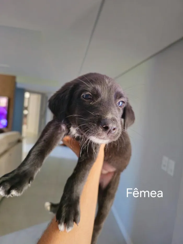 Cachorro raça SRD-ViraLata idade Abaixo de 2 meses nome Jake, Sasa, Mel