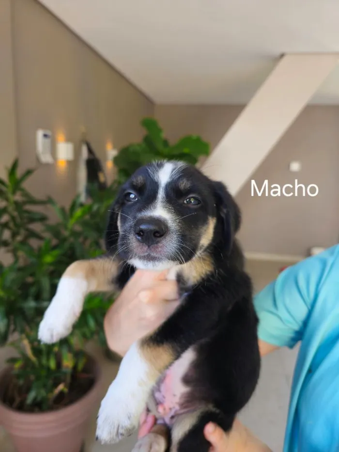 Cachorro raça SRD-ViraLata idade Abaixo de 2 meses nome Jake, Sasa, Mel