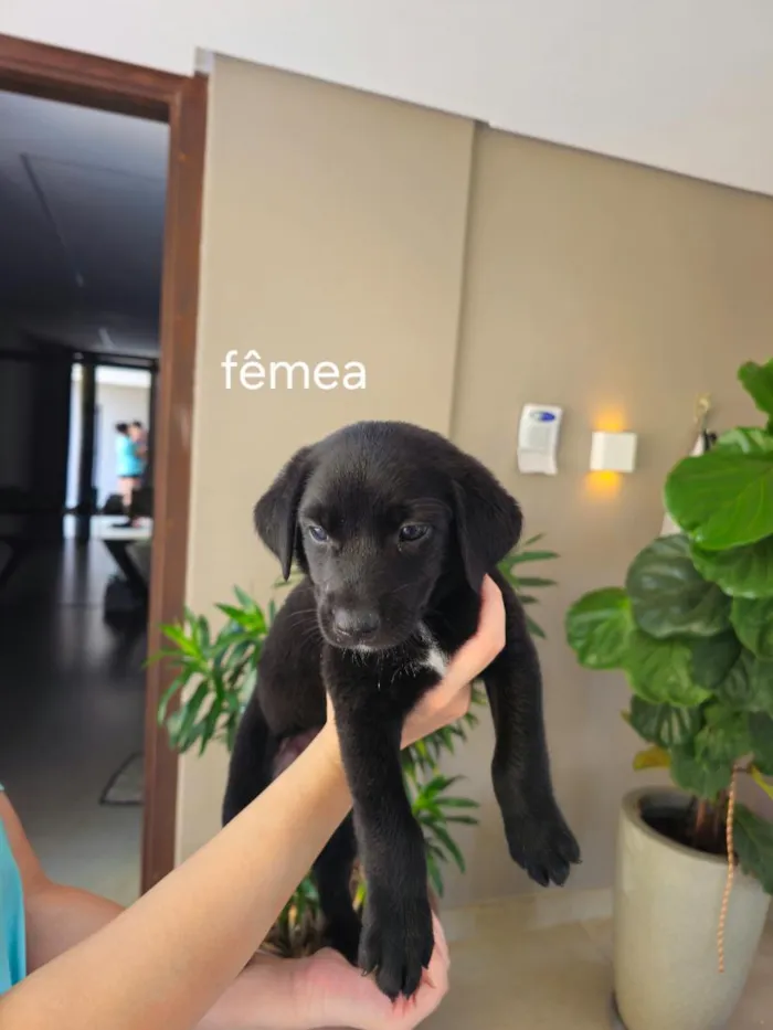 Cachorro raça SRD-ViraLata idade Abaixo de 2 meses nome Jake, Sasa, Mel