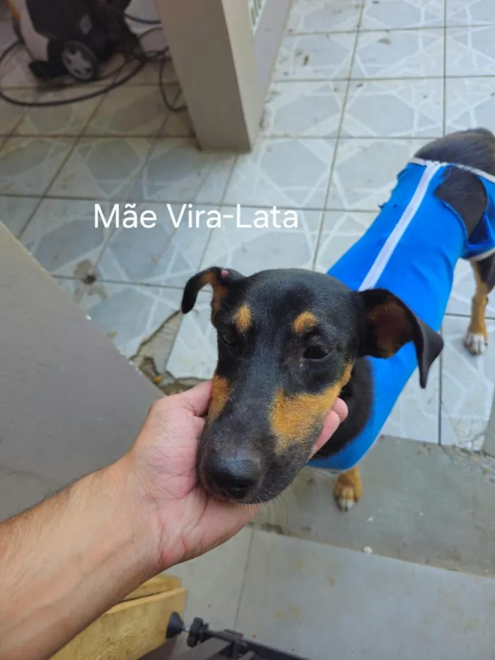 Cachorro raça SRD-ViraLata idade Abaixo de 2 meses nome Jake, Sasa, Mel