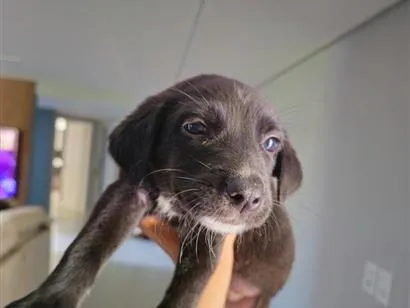 Cachorro raça SRD-ViraLata idade Abaixo de 2 meses nome Jake, Sasa, Mel