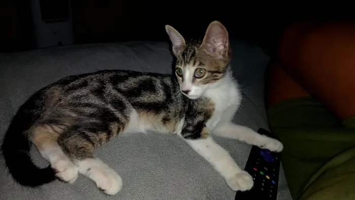 Gato raça SRD-ViraLata idade Abaixo de 2 meses nome sem nome
