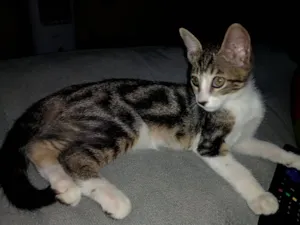 Gato raça SRD-ViraLata idade Abaixo de 2 meses nome sem nome