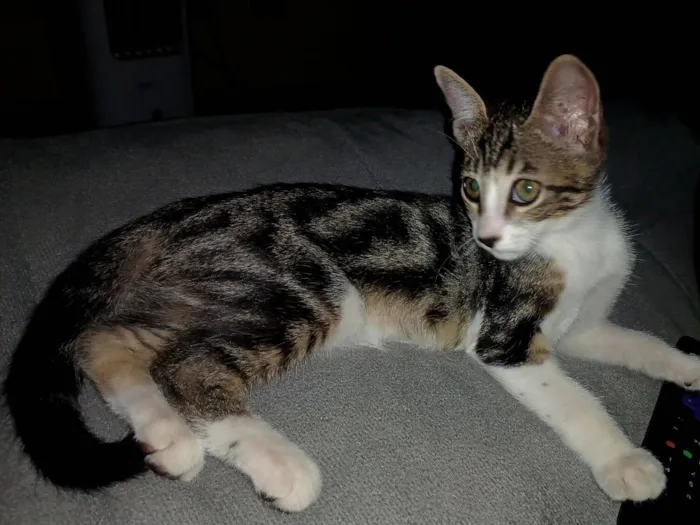 Gato raça SRD-ViraLata idade Abaixo de 2 meses nome sem nome