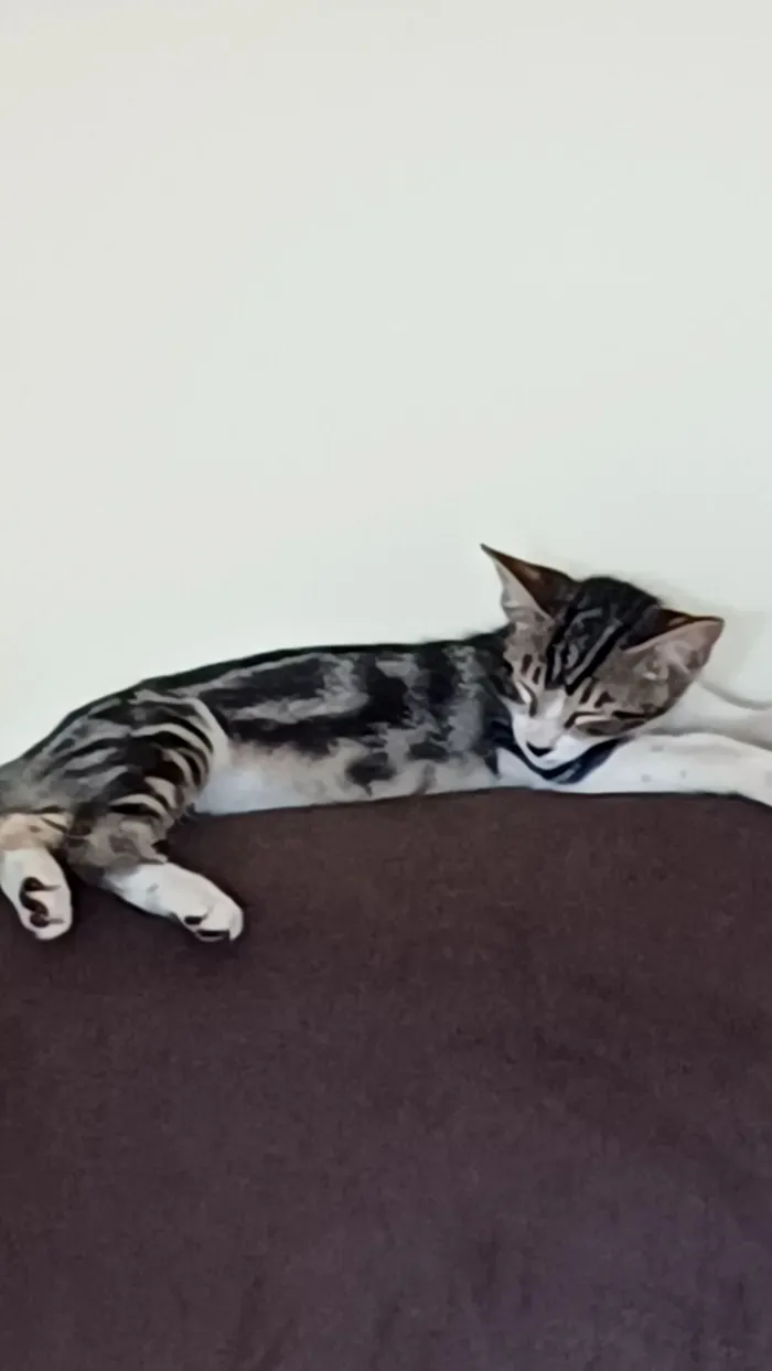 Gato raça SRD-ViraLata idade 2 a 6 meses nome sem nome