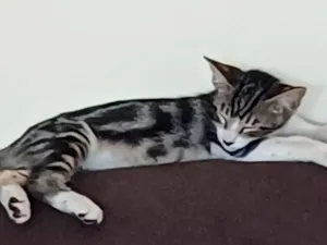 Gato raça SRD-ViraLata idade 2 a 6 meses nome sem nome