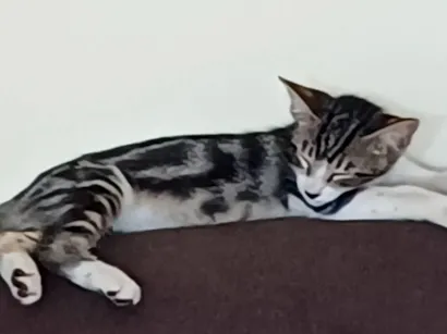 Gato raça SRD-ViraLata idade 2 a 6 meses nome Mariasem nome