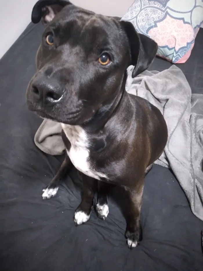 Cachorro raça Pit-Bull idade 7 a 11 meses nome toby