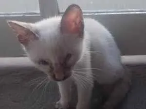 Gato raça Siamês idade 2 a 6 meses nome sem nome 