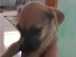 Cachorro raça SRD-ViraLata idade 2 a 6 meses nome filhotes 