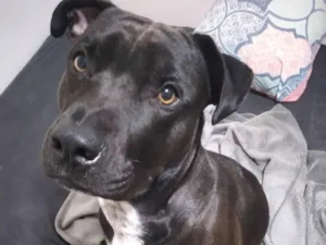 Cachorro raça Pit-Bull idade 7 a 11 meses nome toby