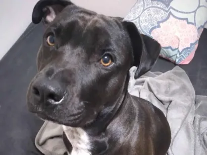 Cachorro raça Pit-Bull idade 7 a 11 meses nome toby