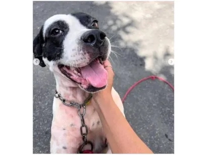 Cachorro raça Pit-Bull idade 3 anos nome Zeus