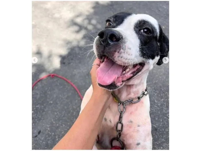 Cachorro raça Pit-Bull idade 3 anos nome Zeus