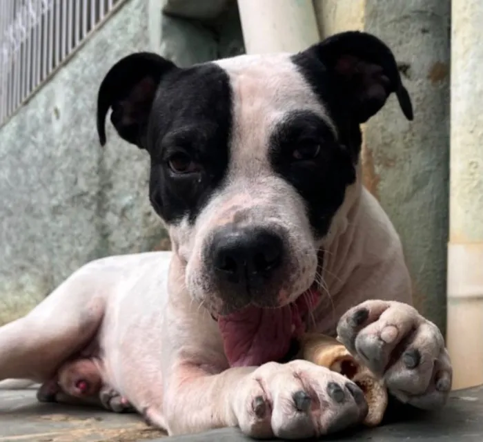 Cachorro raça Pit-Bull idade 3 anos nome Zeus