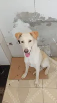 Zig
