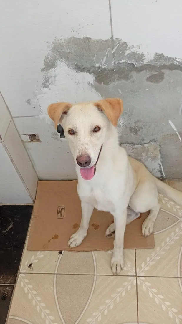 Cachorro raça SRD-ViraLata idade 7 a 11 meses nome Zig