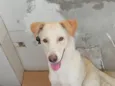Zig