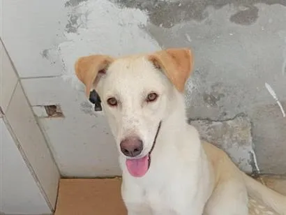 Cachorro raça SRD-ViraLata idade 7 a 11 meses nome Zig
