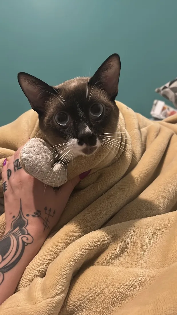 Gato raça SRD-ViraLata idade 2 anos nome Afonso