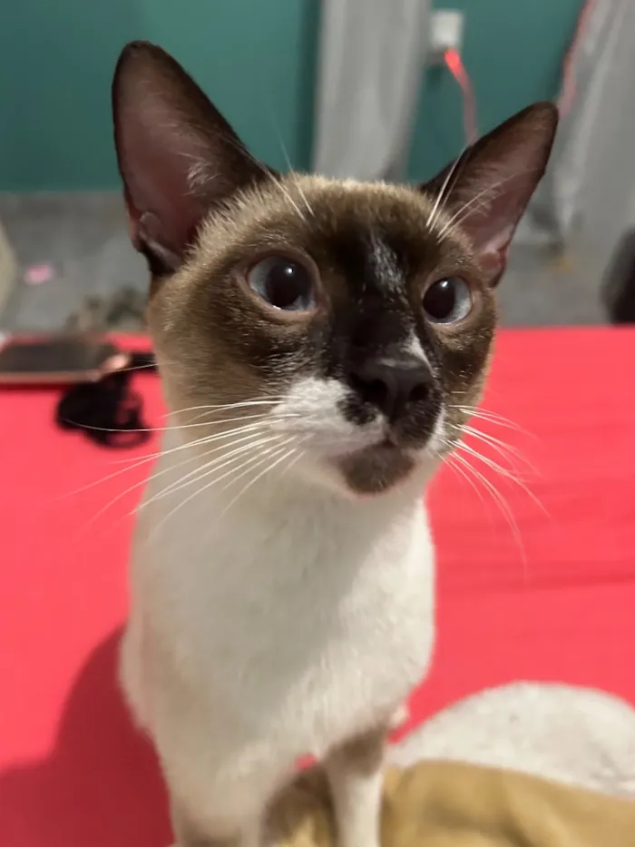 Gato raça SRD-ViraLata idade 2 anos nome Afonso