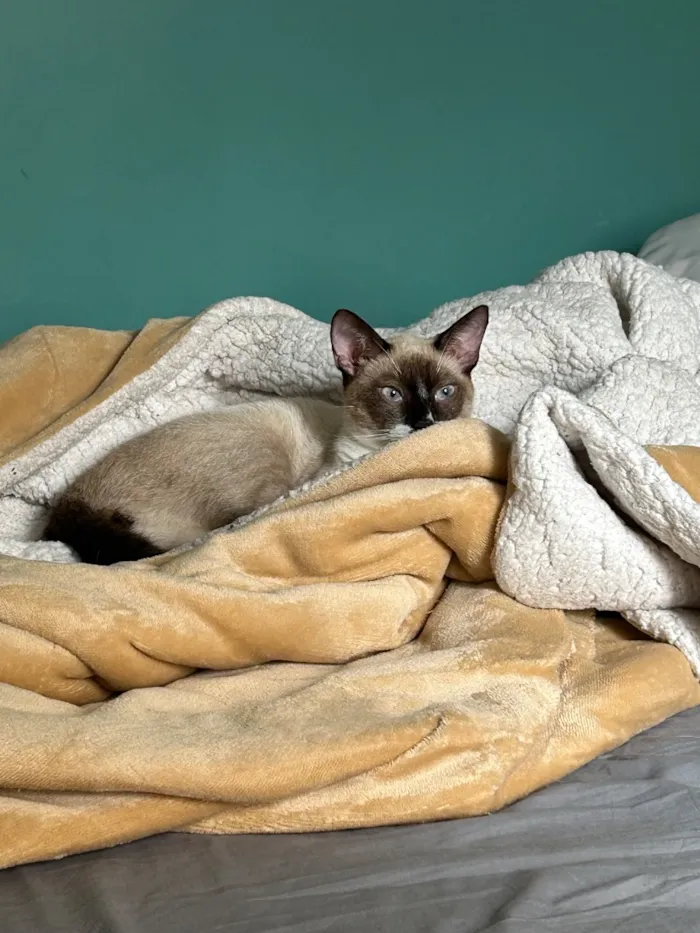 Gato raça SRD-ViraLata idade 2 anos nome Afonso