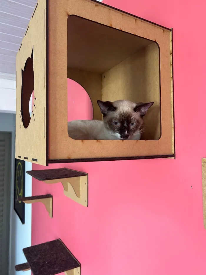 Gato raça SRD-ViraLata idade 2 anos nome Afonso