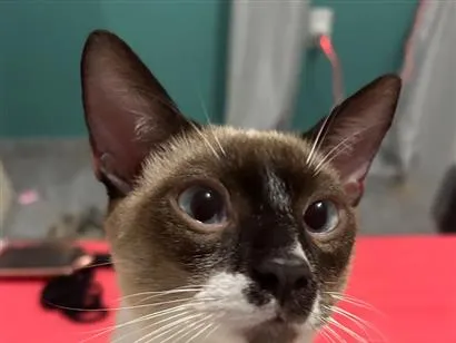 Gato raça SRD-ViraLata idade 2 anos nome Afonso