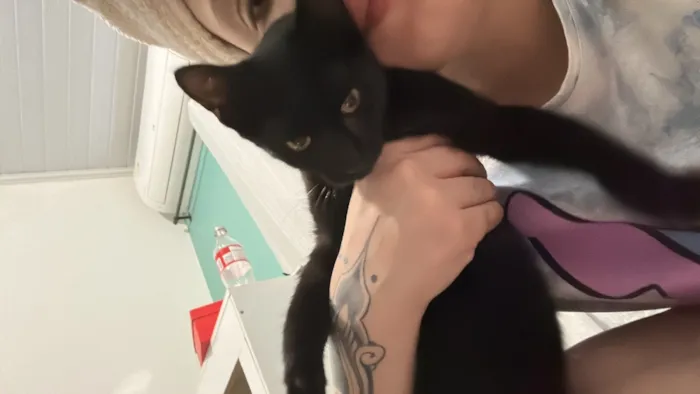 Gato raça SRD-ViraLata idade 1 ano nome Jhonny