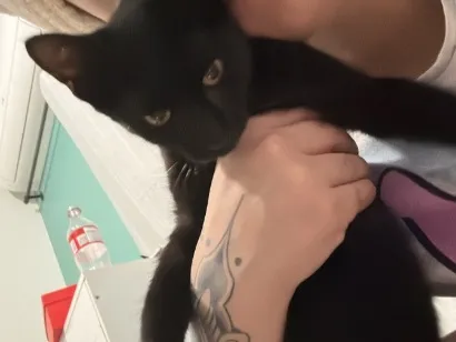 Gato raça SRD-ViraLata idade 1 ano nome Jhonny