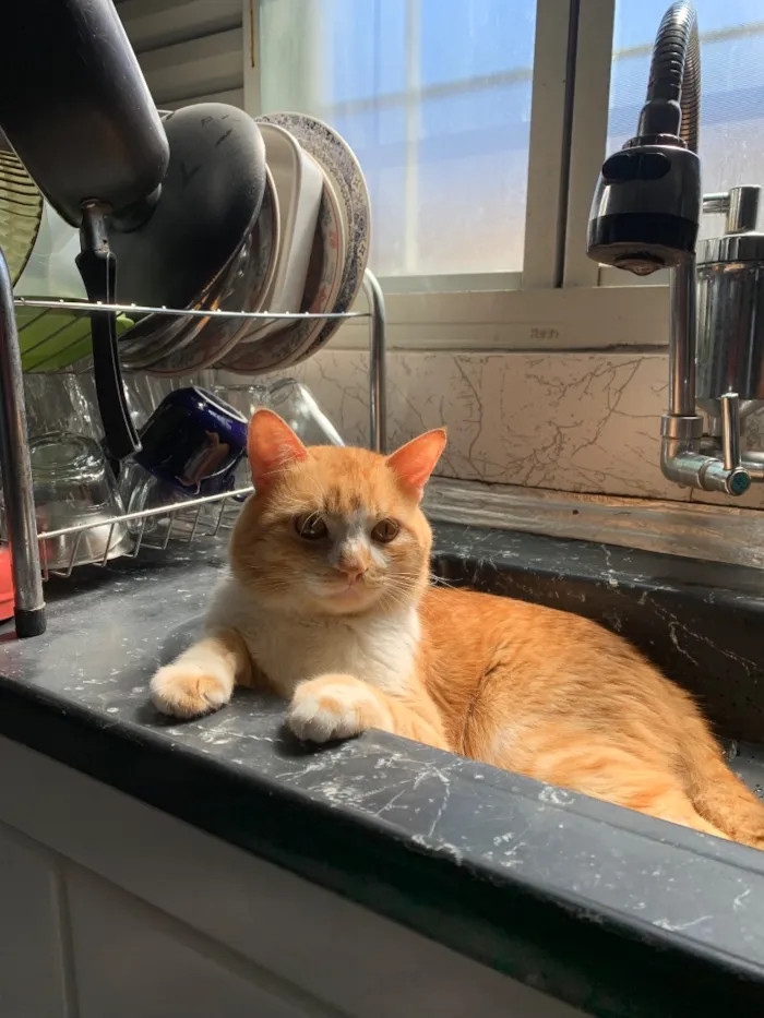 Gato raça SRD-ViraLata idade 3 anos nome Klaus