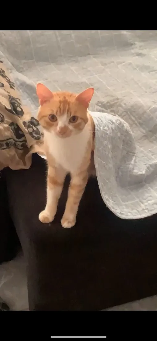 Gato raça SRD-ViraLata idade 3 anos nome Klaus