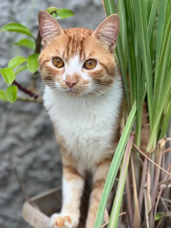 Gato raça SRD-ViraLata idade 3 anos nome Klaus