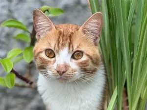 Gato raça SRD-ViraLata idade 3 anos nome Klaus