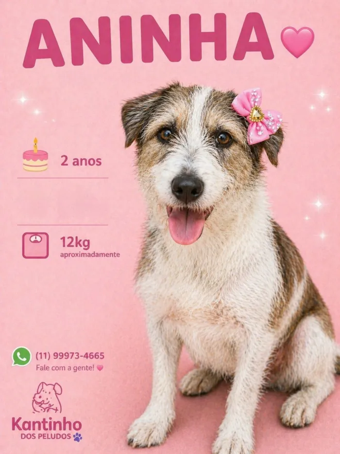 Cachorro raça SRD-ViraLata idade 2 anos nome Aninha