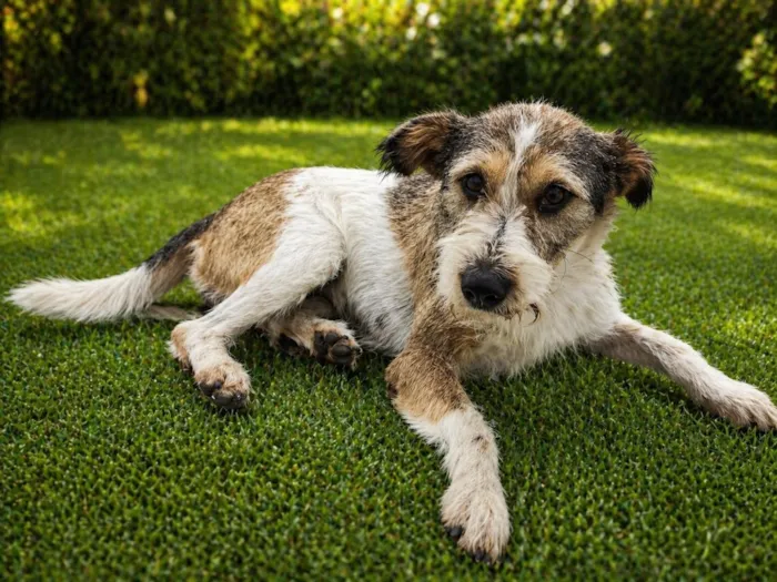 Cachorro raça SRD-ViraLata idade 2 anos nome Aninha