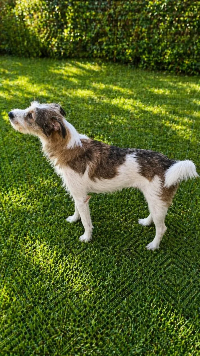 Cachorro raça SRD-ViraLata idade 2 anos nome Aninha