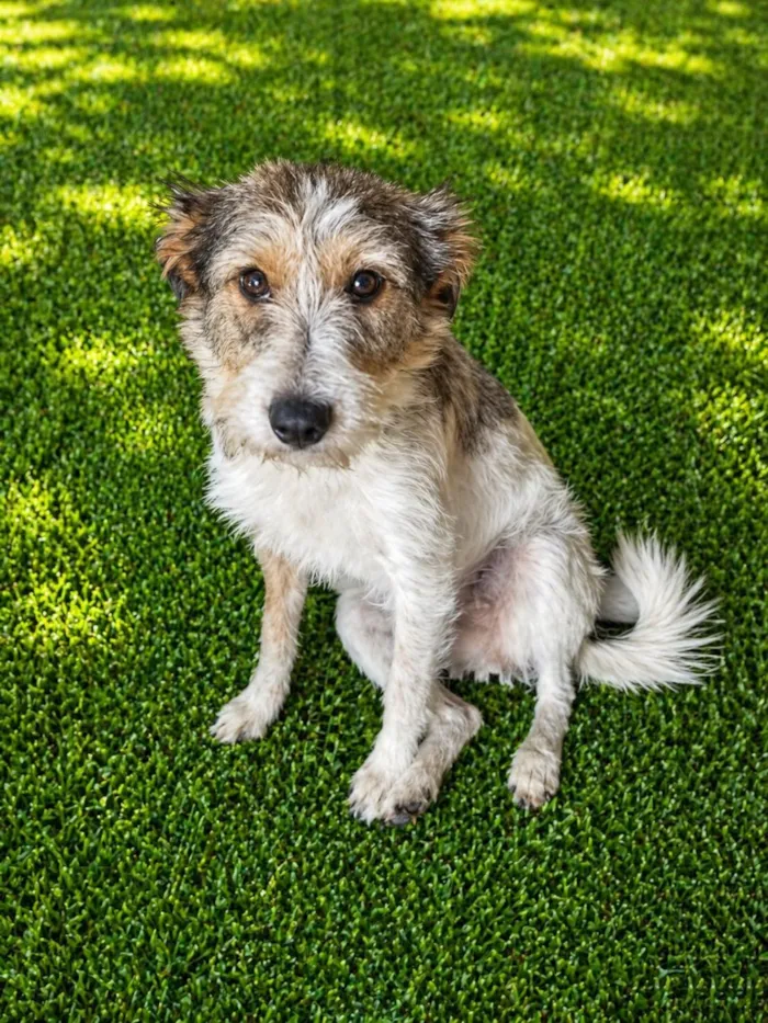 Cachorro raça SRD-ViraLata idade 2 anos nome Aninha