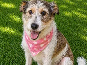 Cachorro raça SRD-ViraLata idade 2 anos nome Aninha