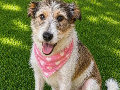 Cachorro raça SRD-ViraLata idade 2 anos nome Aninha